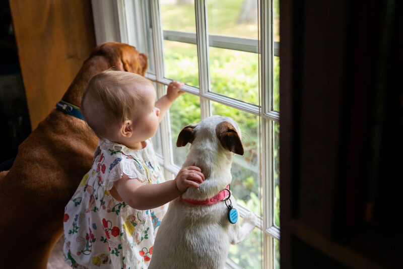 Baby looking out of the window with two dogs by her side during a family photo session by Jaye McLaughlin.
