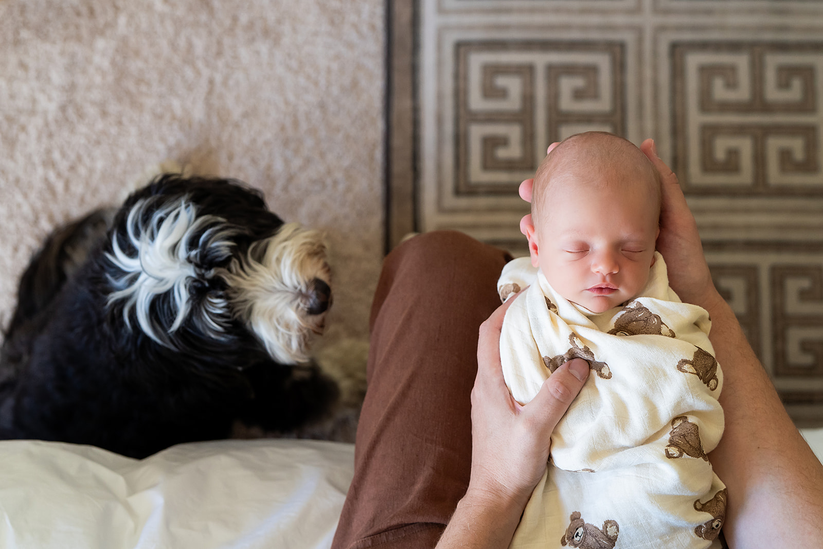 Newborn baby being held in a lap with a dog looking up during a family photo session with pets by Jaye McLaughing.